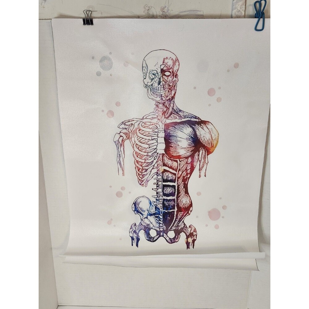 Human Anatomy Canvas Prints Muscle And Bones Front And Back